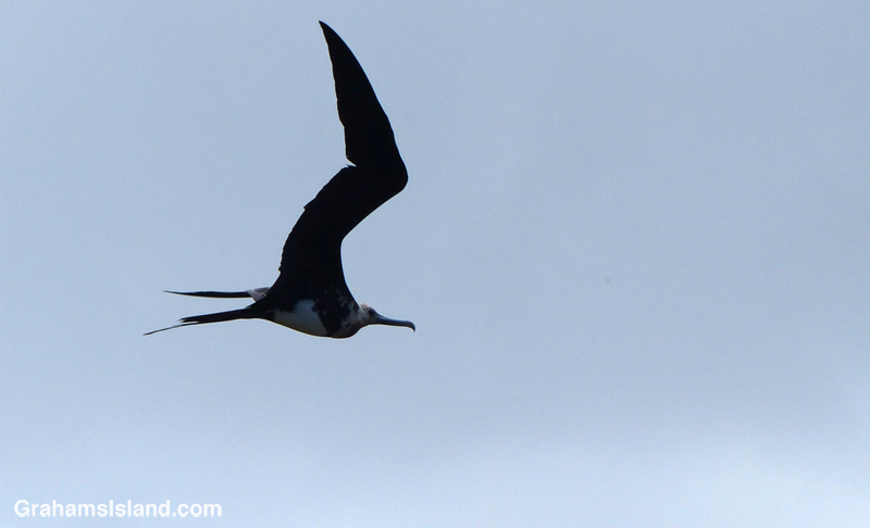 A great frigatebird on the wing