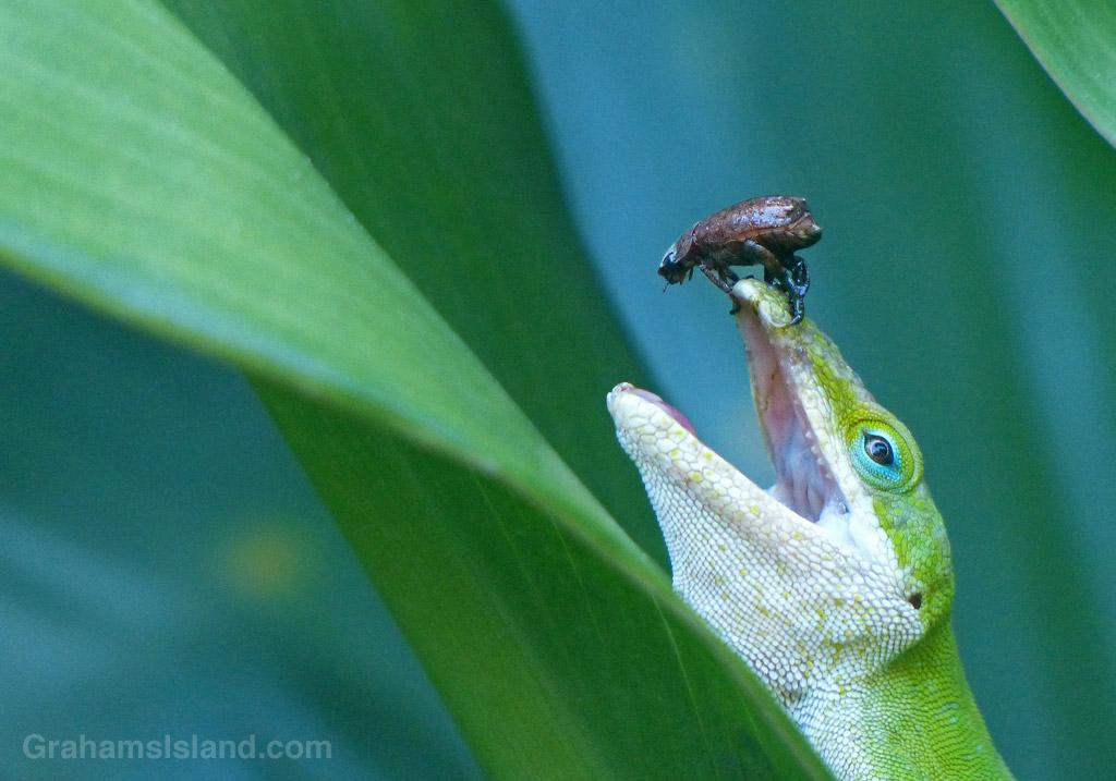 Breakfast strikes back