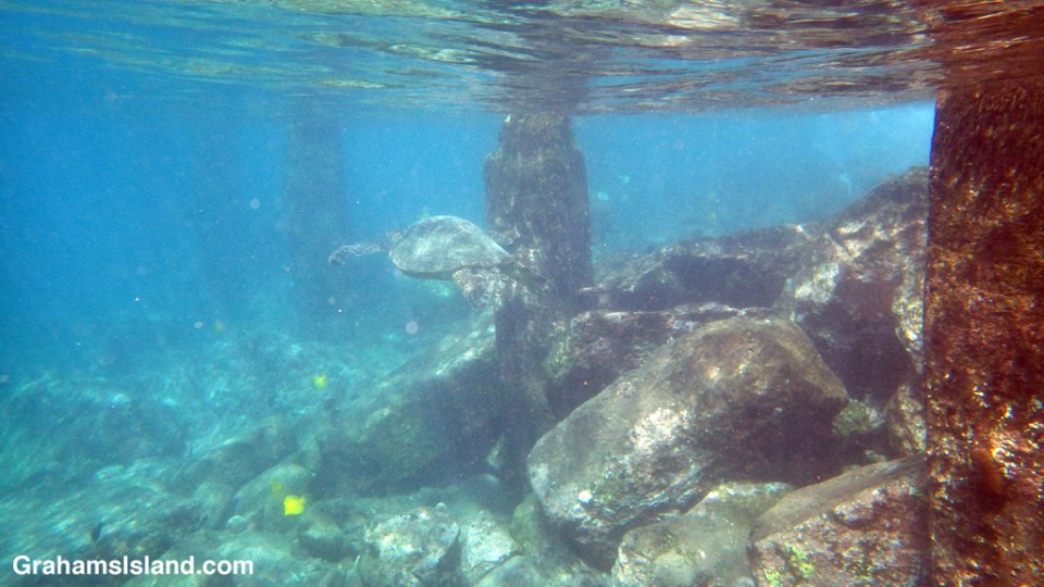 A green turtle swims through the remains of an old pier.