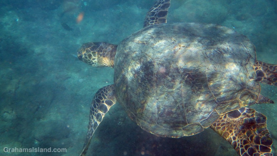 A green turtle passes close by.