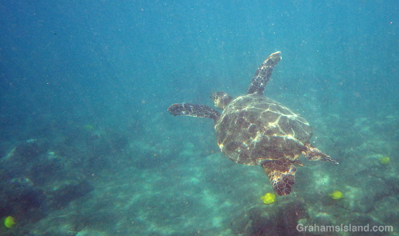 Green Turtle Swimming