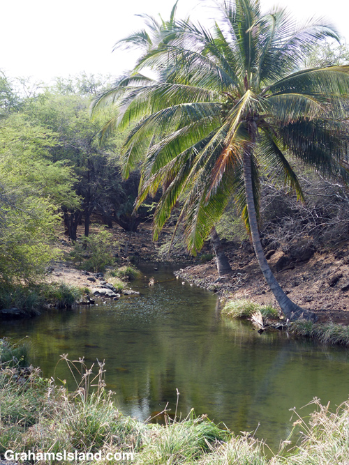 The anchialine pool at Kiholo