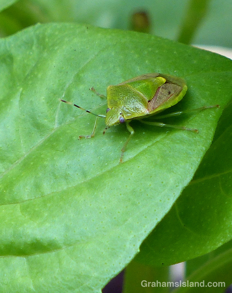 An oriental stink bug on a basil leaf.