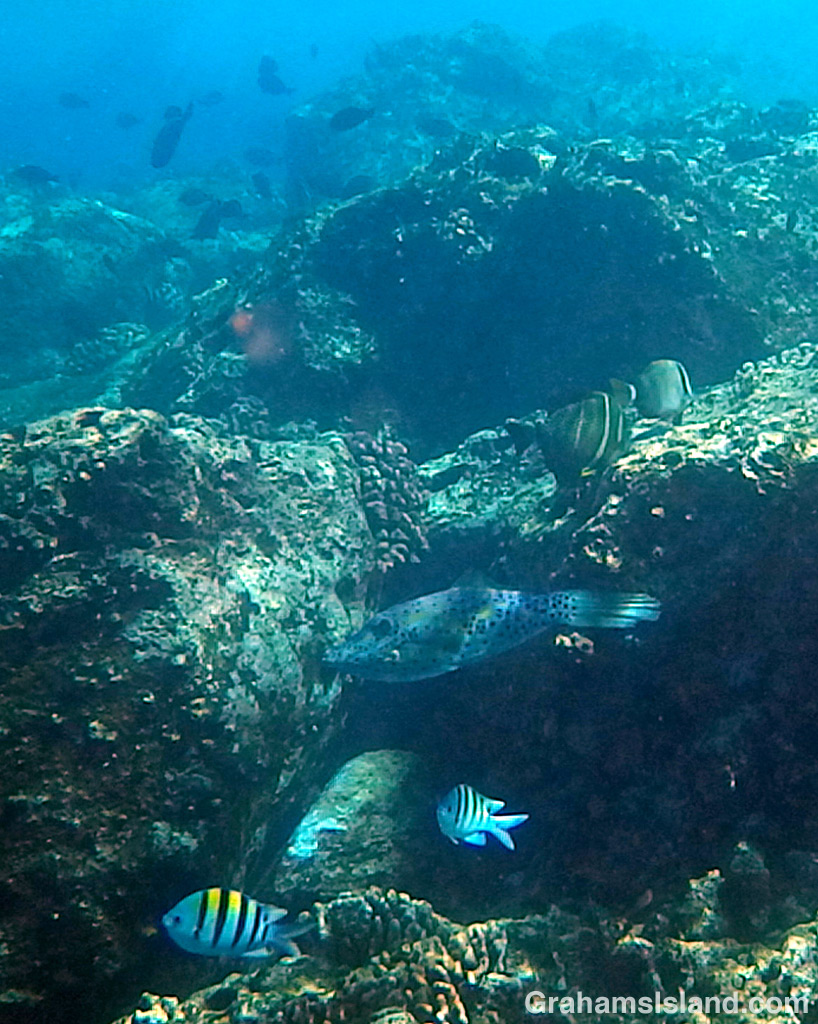 Many fish make the reef home