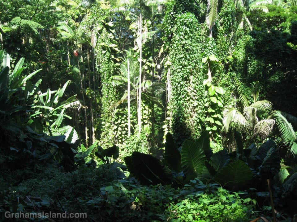 Lush foliage on the east side of the Big Island, Hawaii.