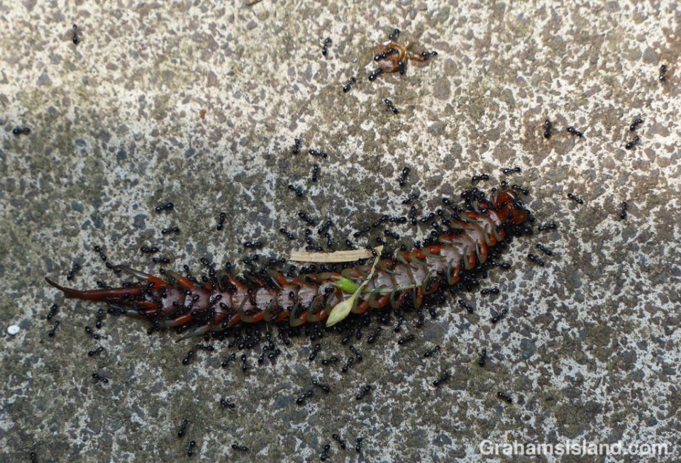 Ants swarm around a dead centipede