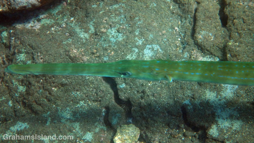 A bluespotted cornetfish