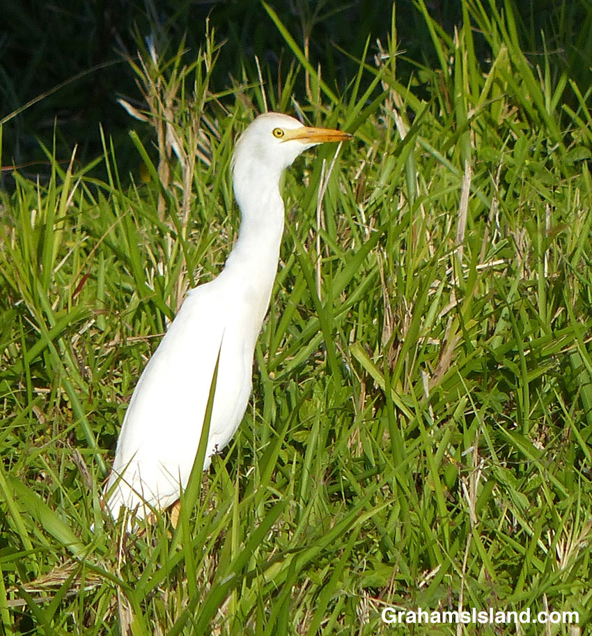 A cattle egret in a pasture
