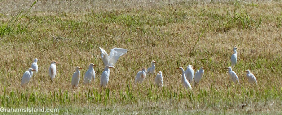 Cattle egrets in a field