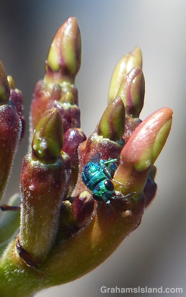 Cuckoo wasp on a frangipani.