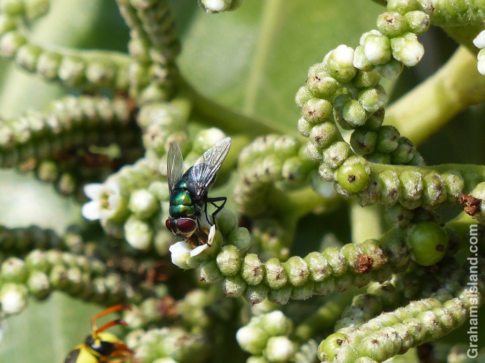 A green bottle fly on a tree heliotrope