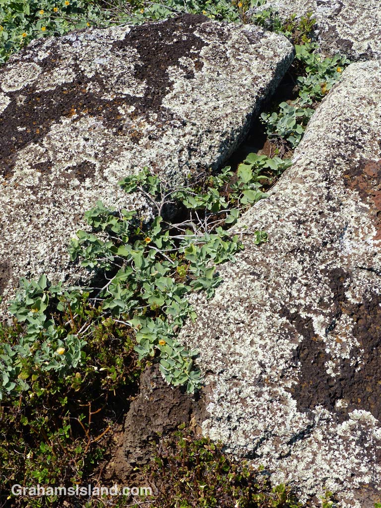 'Ilima papa growing as between lichen covered rocks