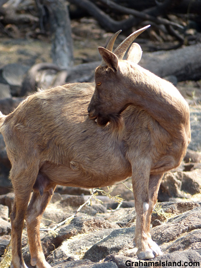 A wild goat tends to an itch at Kiholo Bay