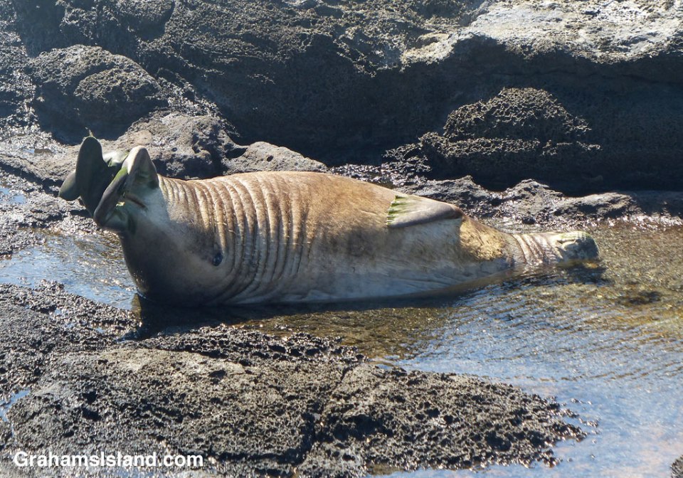 A Hawaiian monk seal resting in a tide pool