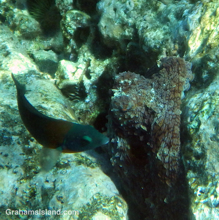 A day octopus and saddle wrasse