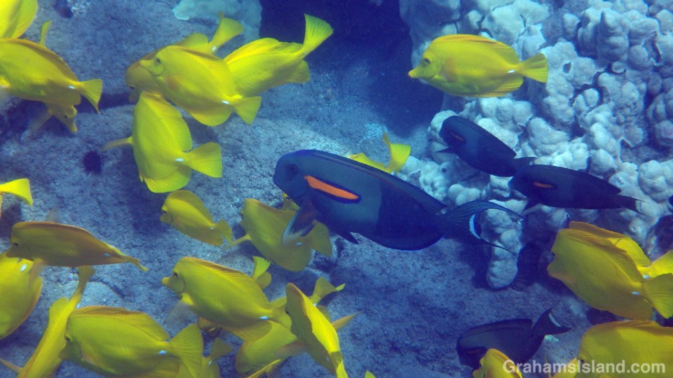 Orangeband Surgeonfish swim in a shoal of Yellow Tang