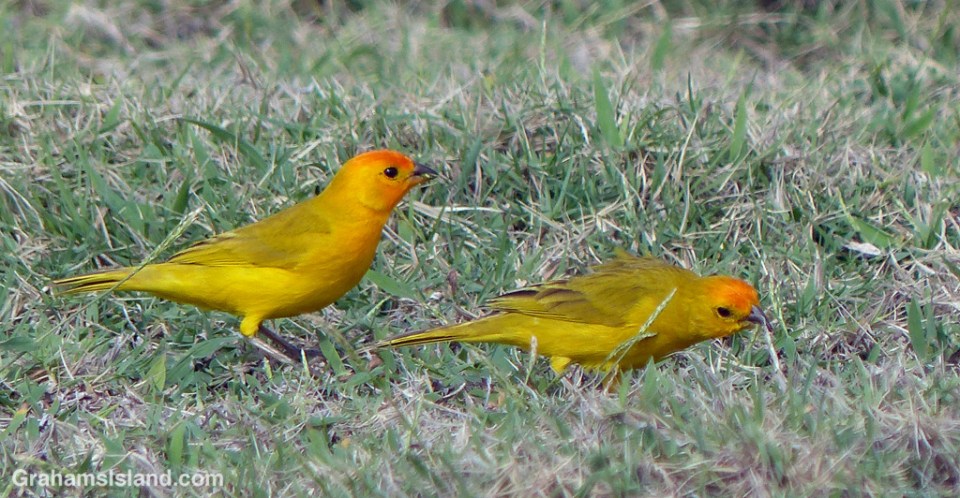 Saffron finches in a meadow.