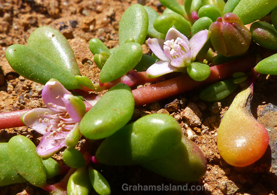 A sea purslane flower