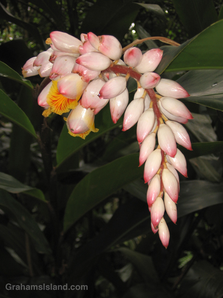 Shell ginger flower