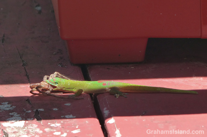 Gold dust day gecko with a grip on a cane spider