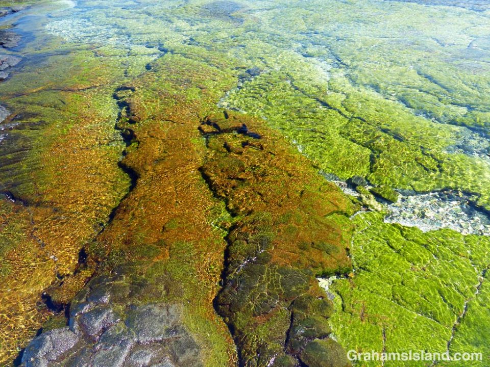 A tide pool on the Big Island shimmers with greens and golds.