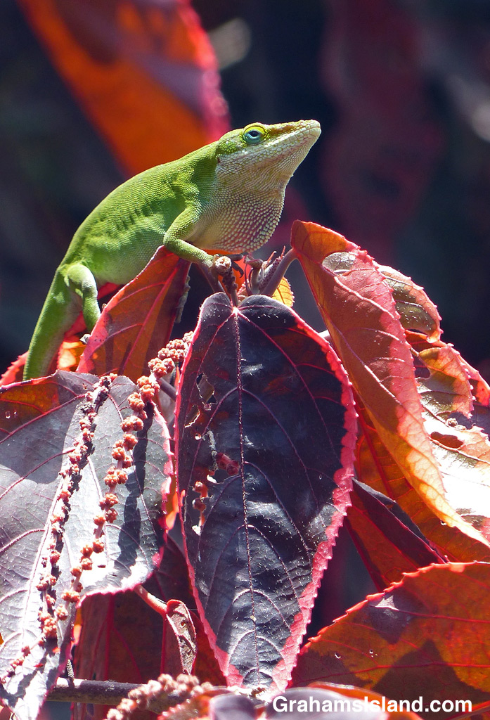 Green anole on red leaves