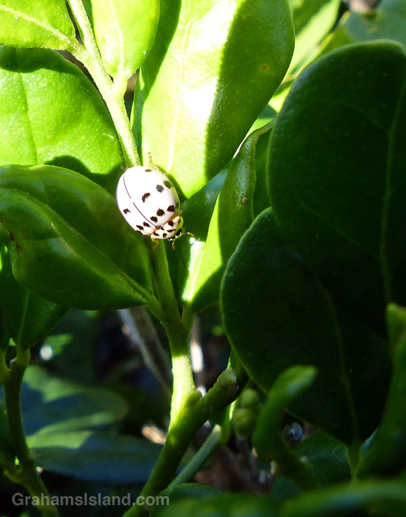 An ash grey lady beetle in the Big Island of Hawaii.