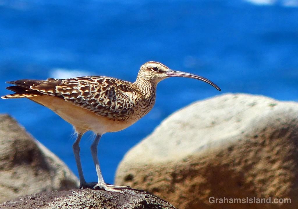 A Bristled-thighed curlew on the Big Island coast