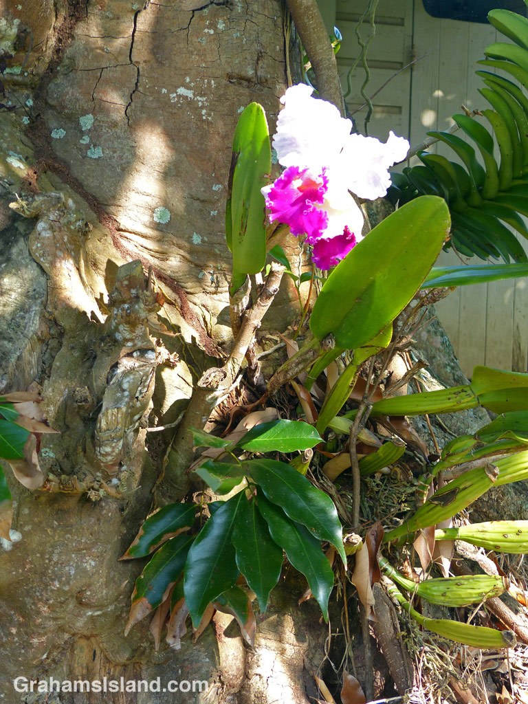 A cattleya orchid, growing on the trunk of a lychee tree on the Big Island.