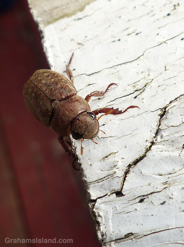 A Chinese rose beetle on the Big Island.