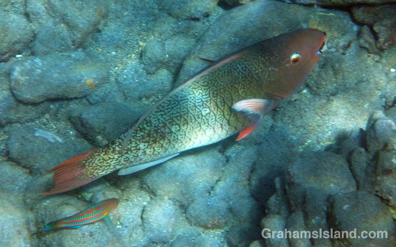 An Ember Parrotfish is trailed by a Christmas Wrasse off the Big Island.