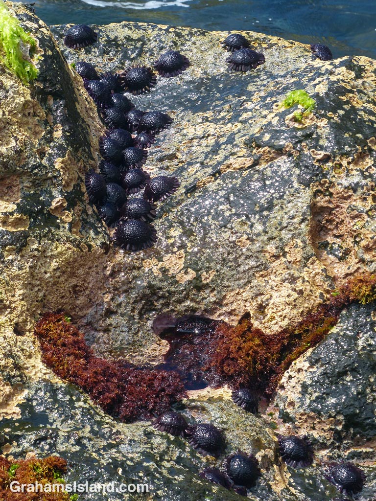 Helmet urchins on the North Kohala coast