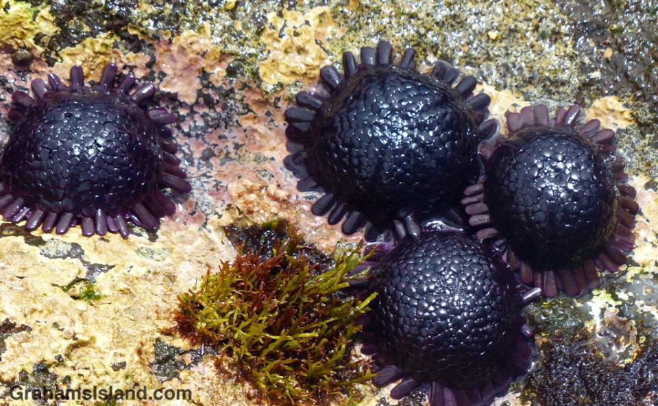 Helmet urchins on the North Kohala coast