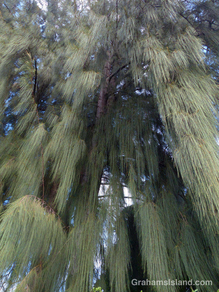 An ironwood tree with its cascading foliage