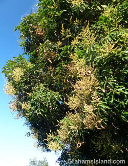 A mango tree in bloom