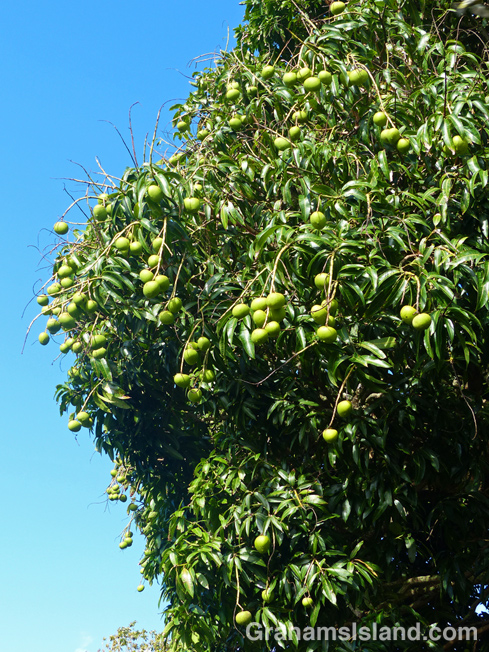 A mango tree bearing fruit