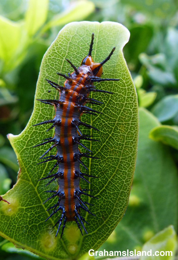 A passion vine butterfly caterpillar on the Big Island.