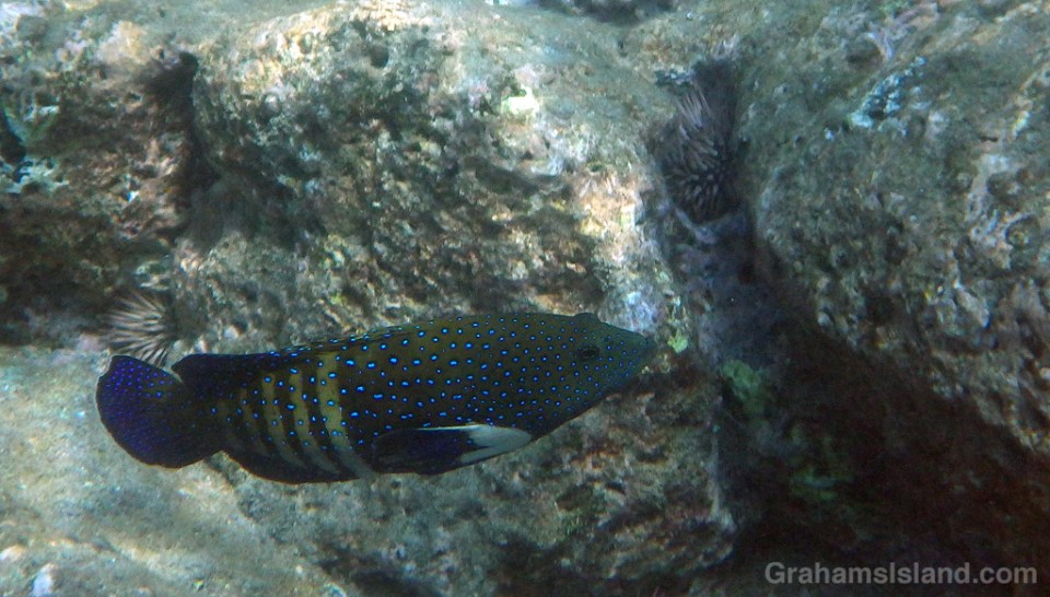 A young peacock grouper on the Big Island