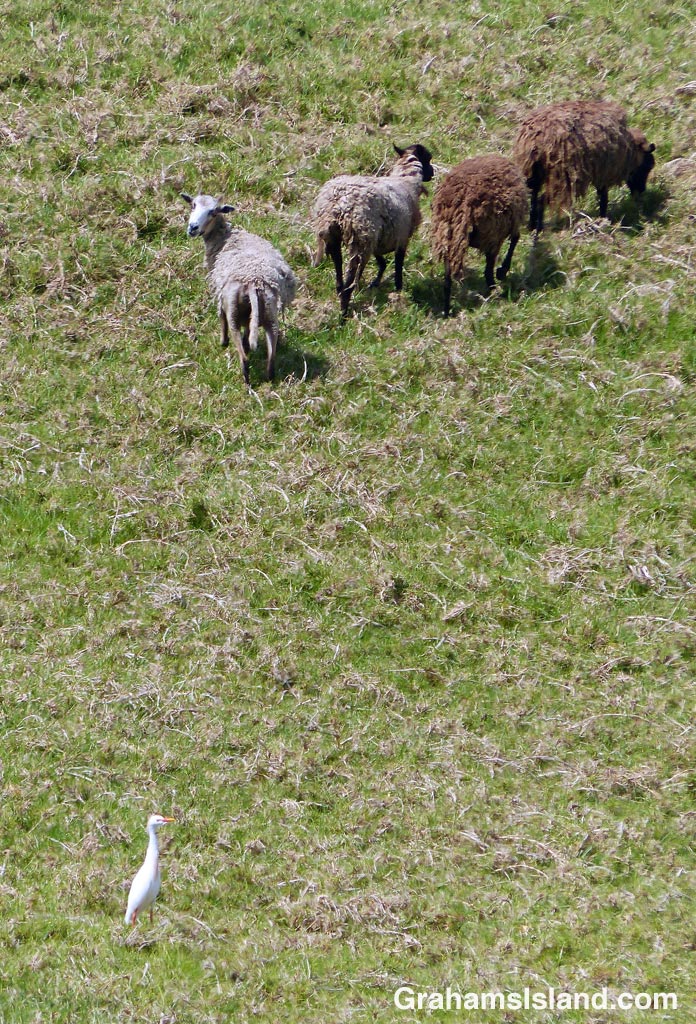 Sheep and a cattle egret on the Big Island.