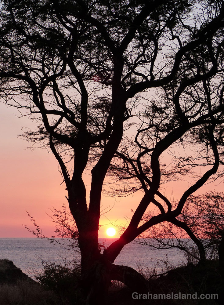 Sunset silhouettes a tree on the Kohala coast.