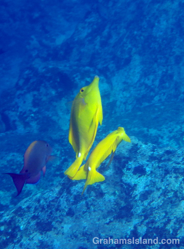 A pair of yellow tang dance in the sunlight