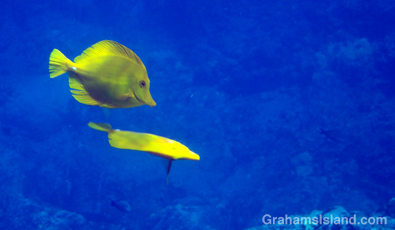 A pair of yellow tang dancing.