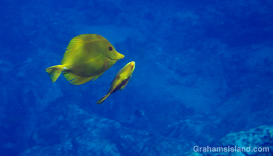 A pair of yellow tang