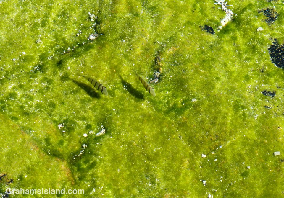 A pair of baby convict tang putter around in a shallow tide pool.