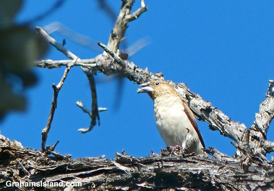 An African Silverbill on the Big Island.
