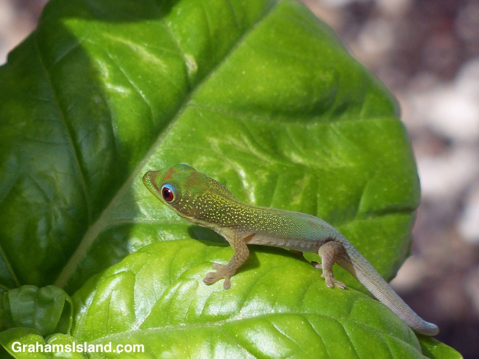 A baby gold dust day gecko on a basil plant.