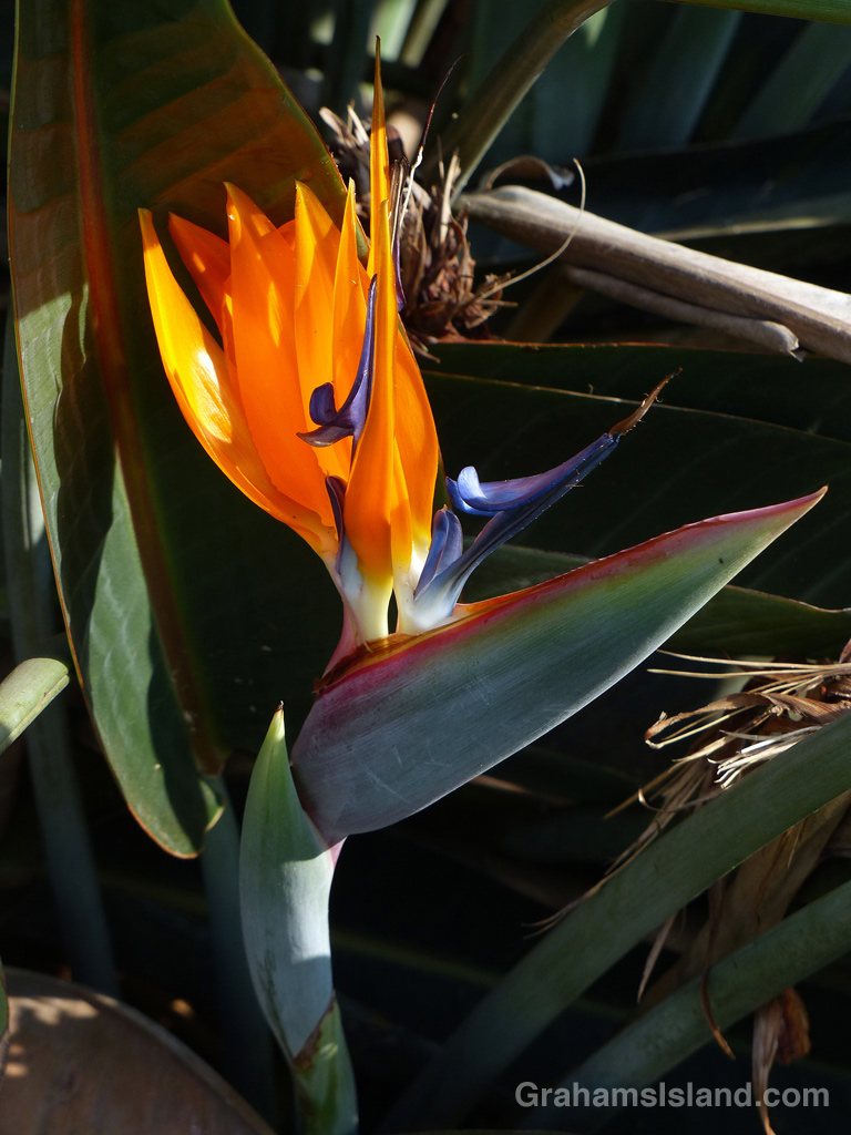 A bird of paradise flower on the Big Island