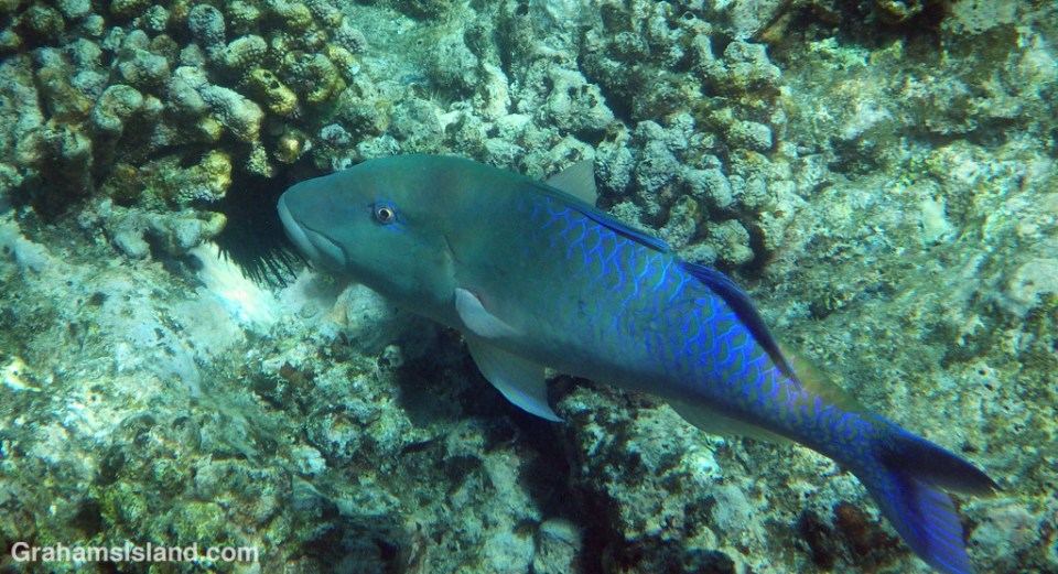 A large adult Bluefin Trevally.