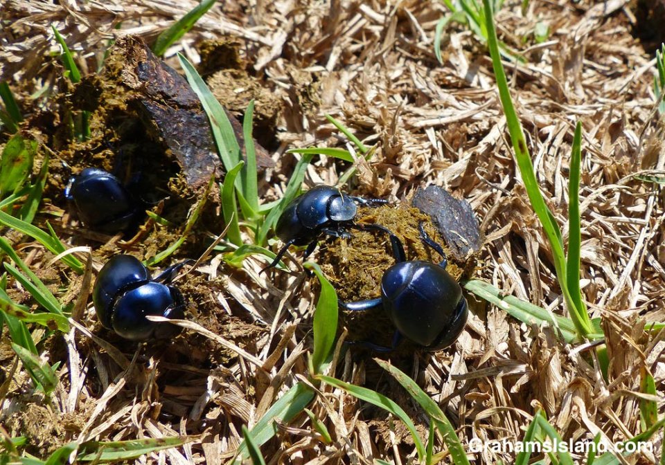 Dung beetles prepare a dung ball prior to rolling it away.