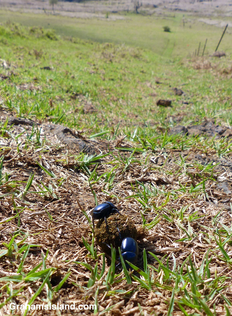 Dung beetles roll their dung ball down a steep hill.